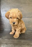 Toby, a male Yorkipoo for sale in Olive Hill, KY – 4 of 4