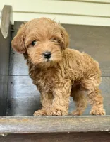 Toby, a male Yorkipoo for sale in Olive Hill, KY – 2 of 4