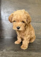 Toby, a male Yorkipoo for sale in Olive Hill, KY – 3 of 4