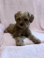 Daisy-Pending, a female Yorkipoo for sale in Olive Hill, KY – 4 of 6
