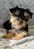 May, a female Yorkshire Terrier for sale in Olive Hill, KY – 3 of 3