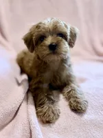 Daisy-Pending, a female Yorkipoo for sale in Olive Hill, KY – 6 of 6