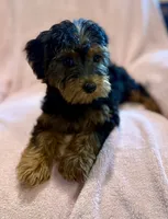 Lilly, a female Yorkipoo for sale in Westfield, IN – 3 of 3