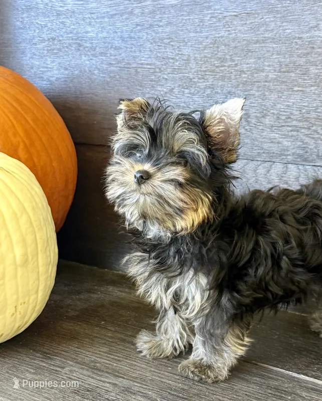 Peter Parker – Yorkshire Terrier puppy for sale in Olive Hill, KY
