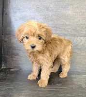 Daisy, a female Yorkipoo for sale in Olive Hill, KY – 2 of 5