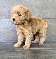 Daisy, a female Yorkipoo for sale in Olive Hill, KY – 5 of 5