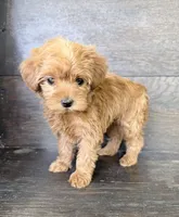 Daisy, a female Yorkipoo for sale in Olive Hill, KY – 3 of 5