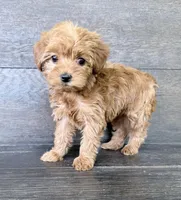 Daisy, a female Yorkipoo for sale in Olive Hill, KY – 1 of 5