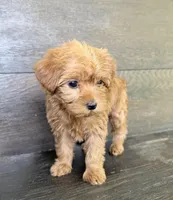 Daisy, a female Yorkipoo for sale in Olive Hill, KY – 4 of 5