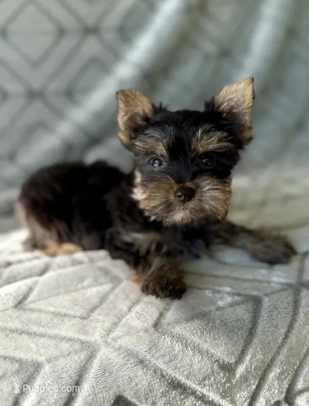 Peter Parker – Yorkshire Terrier puppy for sale in Olive Hill, KY