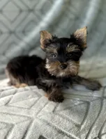 Peter, a male Yorkshire Terrier for sale in Olive Hill, KY – 2 of 3