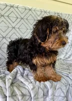 Lilly, a female Yorkipoo for sale in Olive Hill, KY – 4 of 7