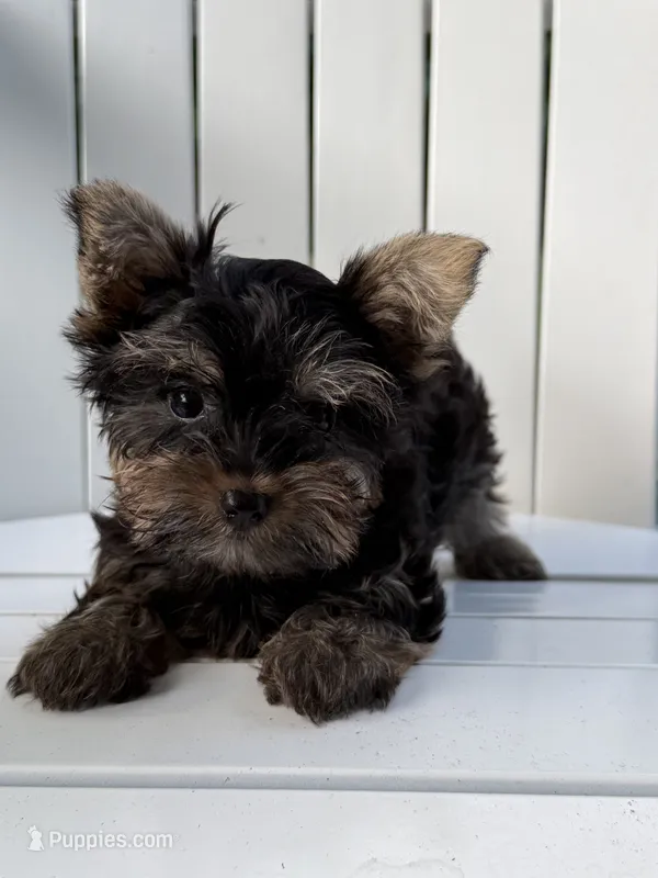 Peter Parker – Yorkshire Terrier puppy for sale in Olive Hill, KY