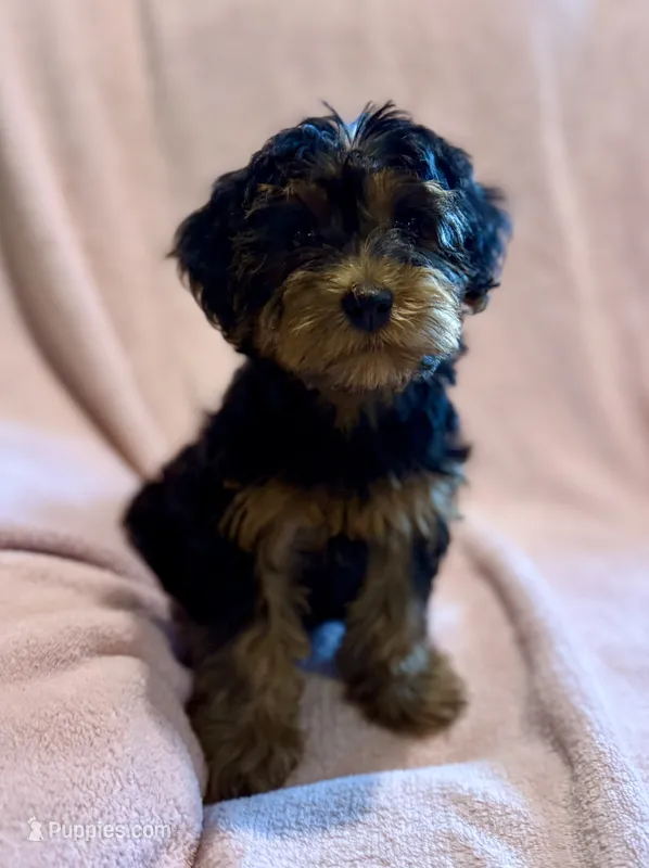Lilly – Yorkipoo puppy for sale in Olive Hill, KY
