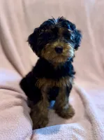 Lilly, a female Yorkipoo for sale in Westfield, IN – 1 of 3