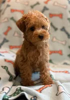 Toby, a male Yorkipoo for sale in Westfield, IN – 5 of 5