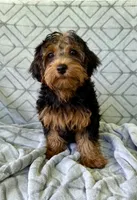 Lilly, a female Yorkipoo for sale in Olive Hill, KY – 7 of 7