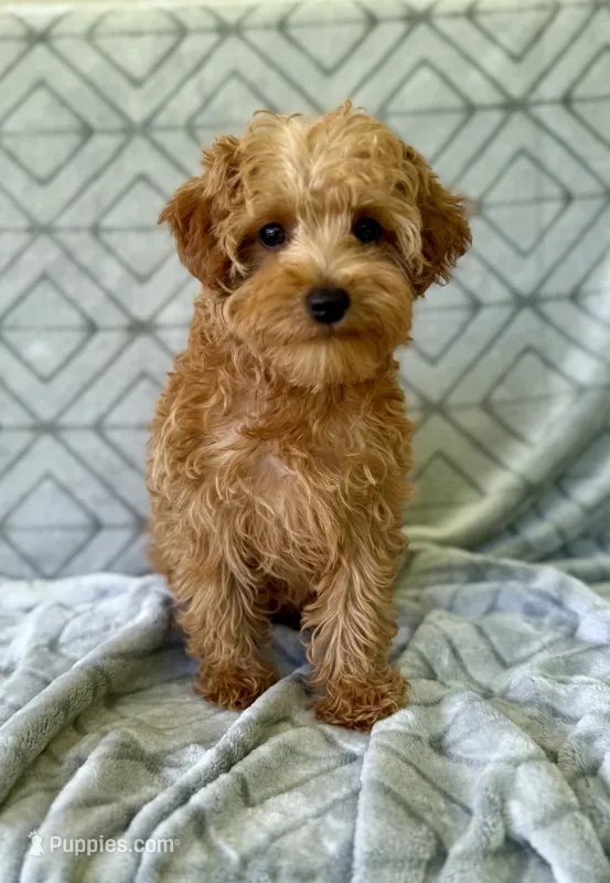 Toby – Yorkipoo puppy for sale in Olive Hill, KY