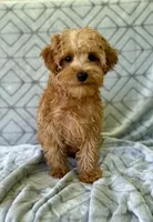 Toby, a male Yorkipoo for sale in Olive Hill, KY – 2 of 5