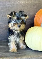 May, a female Yorkshire Terrier for sale in Westfield, IN – 4 of 4