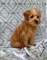 Toby, a male Yorkipoo for sale in Olive Hill, KY – 3 of 5