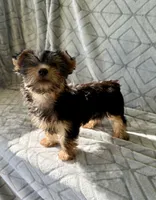Mary Jane, a female Yorkshire Terrier for sale in Olive Hill, KY – 4 of 4