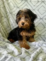 Lilly, a female Yorkipoo for sale in Olive Hill, KY – 2 of 7