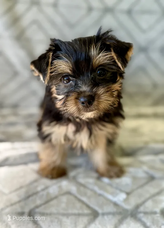May – Yorkshire Terrier puppy for sale in Olive Hill, KY