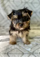 May, a female Yorkshire Terrier for sale in Olive Hill, KY – 1 of 3