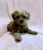 Daisy-Pending, a female Yorkipoo for sale in Olive Hill, KY – 1 of 6
