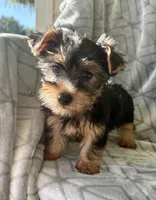 Mary Jane, a female Yorkshire Terrier for sale in Olive Hill, KY – 2 of 4