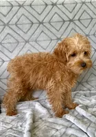 Toby, a male Yorkipoo for sale in Olive Hill, KY – 5 of 5