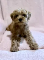 Daisy-Pending, a female Yorkipoo for sale in Olive Hill, KY – 2 of 6