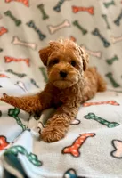Toby, a male Yorkipoo for sale in Westfield, IN – 1 of 5