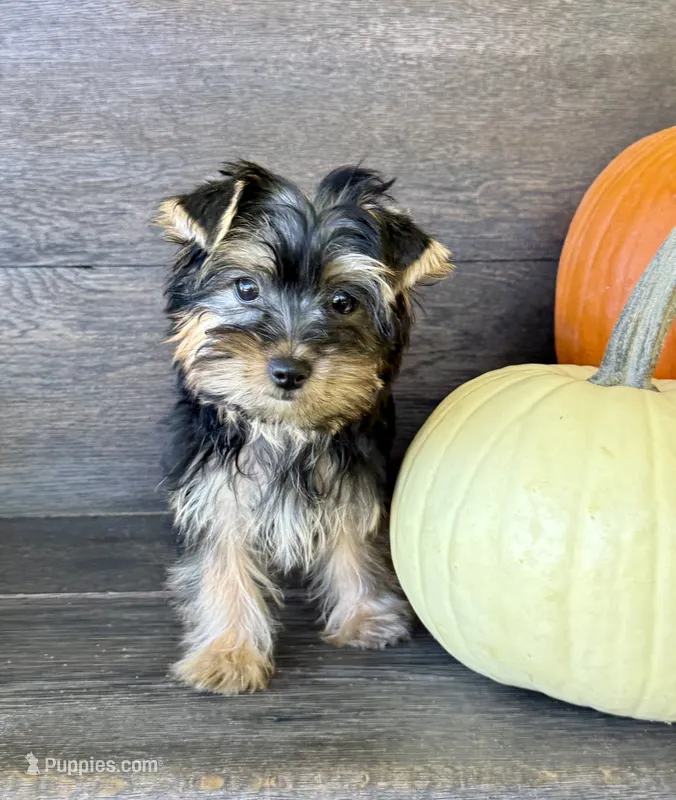May – Yorkshire Terrier puppy for sale in Olive Hill, KY