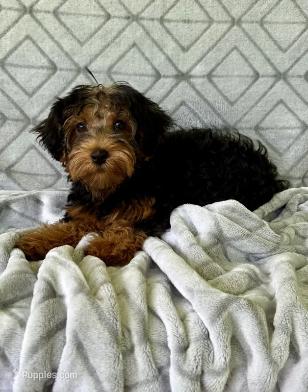 Lilly – Yorkipoo puppy for sale in Olive Hill, KY