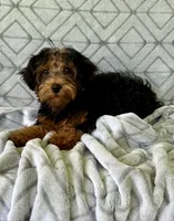 Lilly, a female Yorkipoo for sale in Olive Hill, KY – 1 of 7