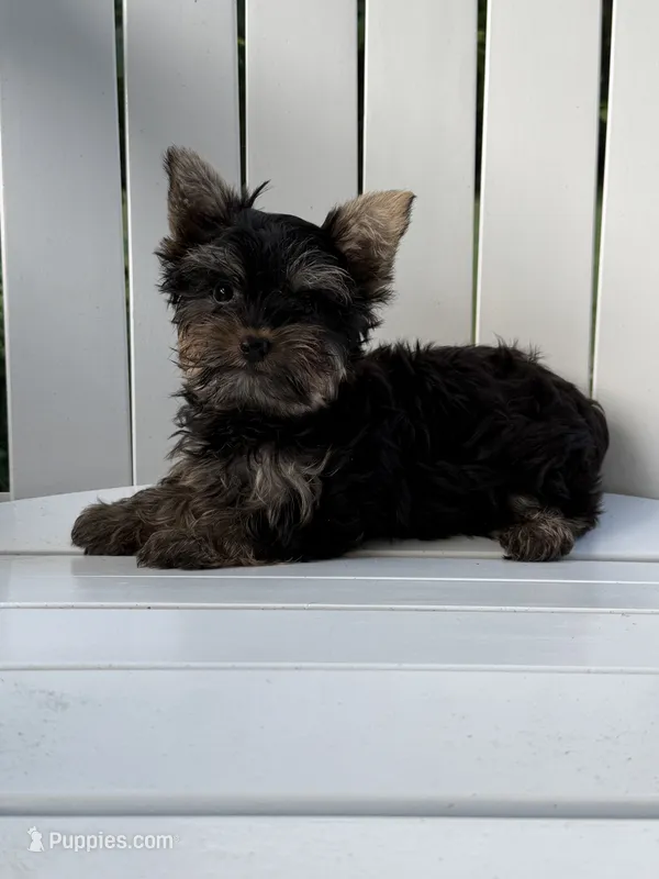 Peter Parker – Yorkshire Terrier puppy for sale in Olive Hill, KY