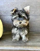 Peter Parker, a male Yorkshire Terrier for sale in Westfield, IN – 3 of 4
