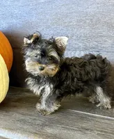 Peter Parker, a male Yorkshire Terrier for sale in Westfield, IN – 4 of 4