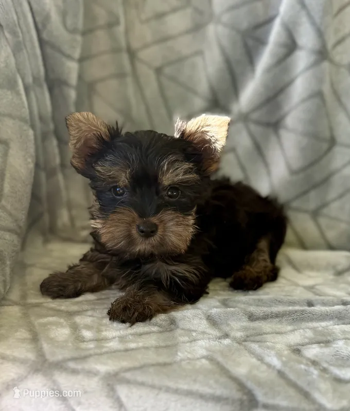 Peter – Yorkshire Terrier puppy for sale in Olive Hill, KY