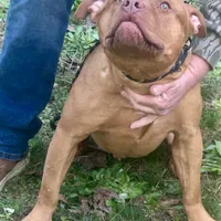 Jax, a male American Bully for sale in Smithdale, MS – Photo 2 of 5