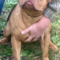 Jax, a male American Bully for sale in Smithdale, MS – Photo 1 of 5