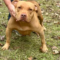 Jax, a male American Bully for sale in Smithdale, MS – Photo 4 of 5