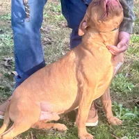 Jax, a male American Bully for sale in Smithdale, MS – Photo 3 of 5