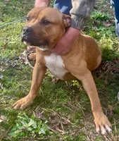 Gee, a male American Bully for sale in Smithdale, MS – Photo 1 of 3