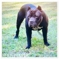 Gee, a male American Bully for sale in Smithdale, MS – Photo 3 of 3