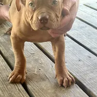 Adele, a female American Bully for sale in Smithdale, MS – Photo 1 of 7