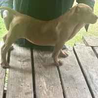 Adele, a female American Bully for sale in Smithdale, MS – Photo 5 of 7