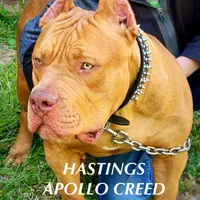 Adele, a female American Bully for sale in Smithdale, MS – Photo 6 of 7